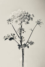 Load image into Gallery viewer, Cow Parsley
