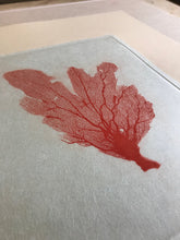 Load image into Gallery viewer, Sea Fan I (Red)
